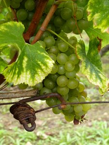 Bergerac vines montbazillac