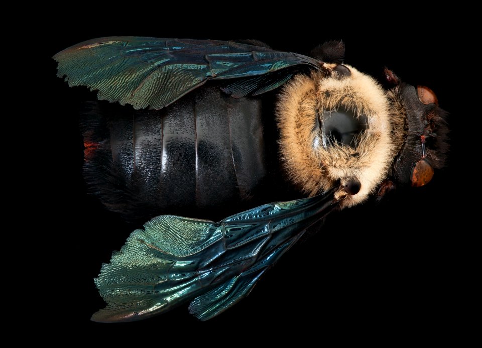 Xylocopa grisescens, back ,f,Paraiba, Brasil 2019-10-24-15.05.04 ZS PMax UDR