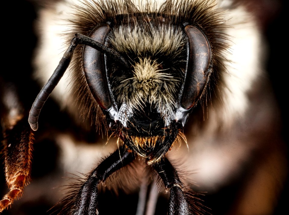 Bombus bifarius, face 2012-07-09-17.36