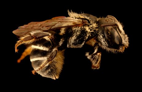 Ashmeadiella aridula astragali, f, right, Yolo, CA 2018-11-16-14.55.11 ZS PMax UDR
