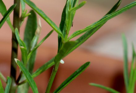 Monarch egg on narrow-leaf milkweed