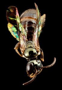 Ceratina zeteki, m, panama, back 2014-12-06-16.42.51 ZS PMax