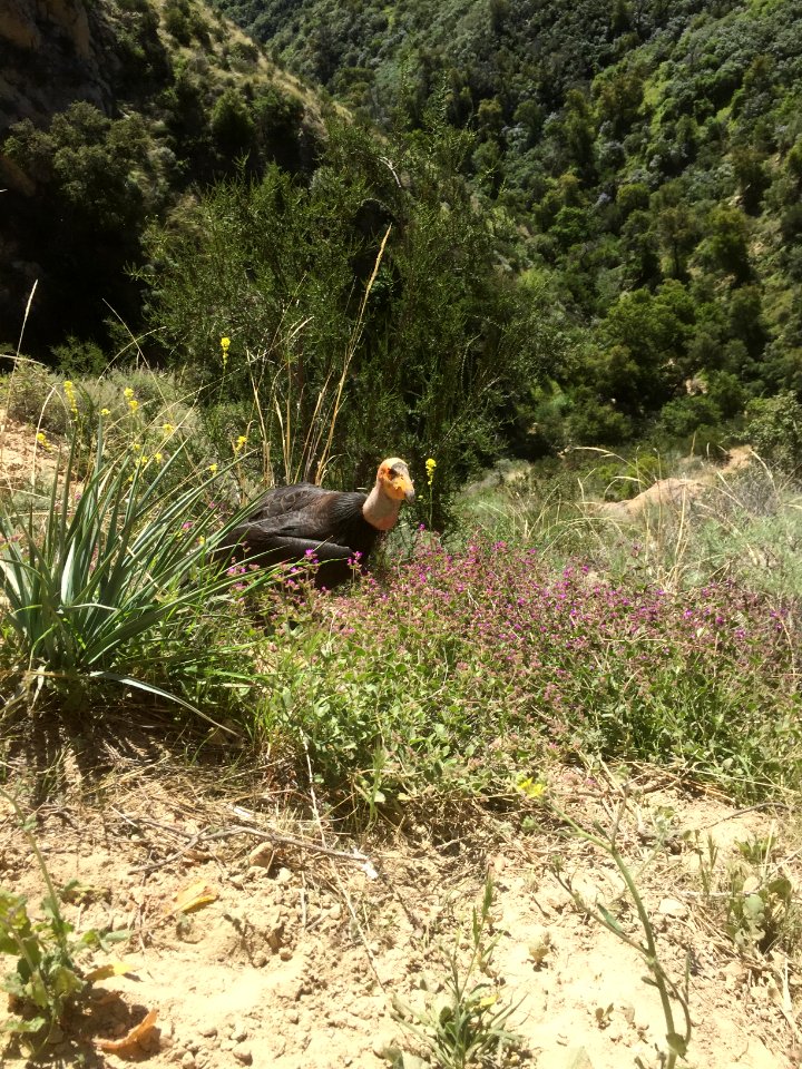 California condor #594