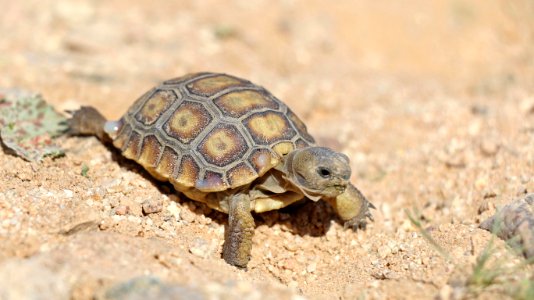 Juvenile desert tortoise at 29 Palms Marine Corps Base photo