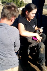 Nadya Seal Faith and David Meyer, both with the Santa Barbara Zoo, prepare California condor #839 for release.