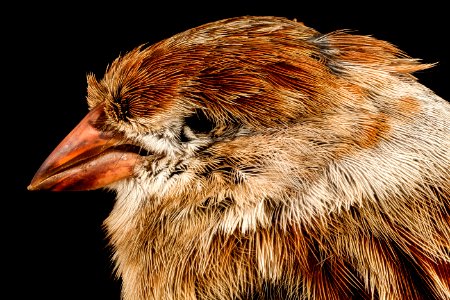 field sparrow, washington d.c 2015-04-27-07.53.55 ZS PMax photo