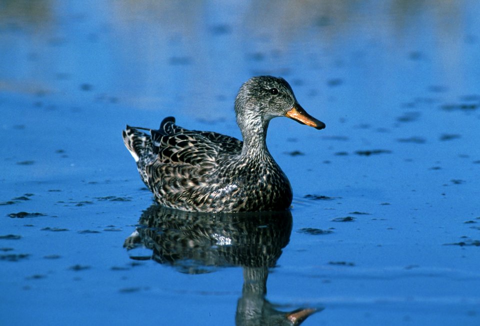 Female gadwall duck at  Lower Klamath NWR, California