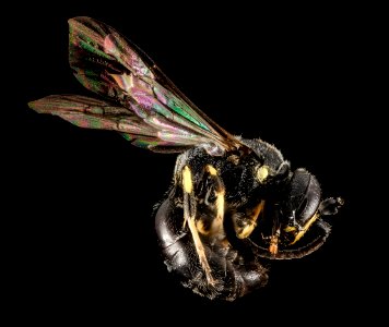 Hylaeus verticalis, M, Side, NY, Vipers Boscoss Roadside 2014-07-29-16.05