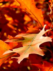 The decrease in orange nature
