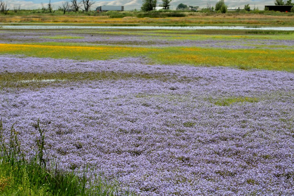Vernal pools at Sacramento NWR
