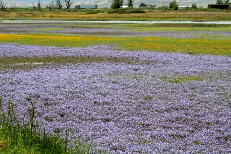 Vernal pools at Sacramento NWR