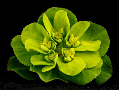 Euphorbia helioscopia, U, front, Maryland, Beltsville 2013-03-14-14.15.24 ZS PMax photo