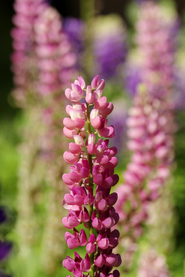 Summer blooming garden