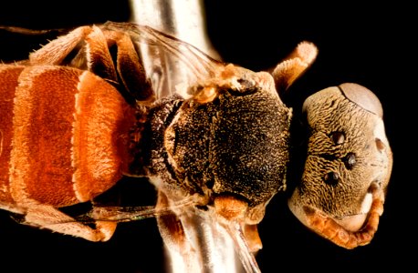 Neolarra vigilans, back, colorado, mesa county, 2015-04-20-12.44.30 ZS PMax