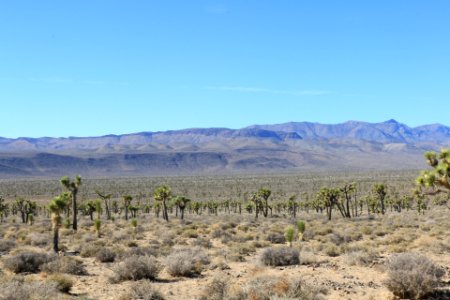Yucca brevifolia field in Death Valley National Park