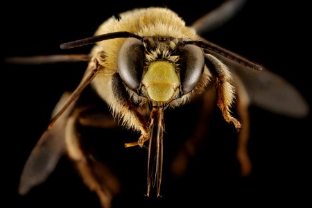 Centris lanosa, F, Face, FL, Torreya 2014-10-09-13.20.39 ZS PMax photo