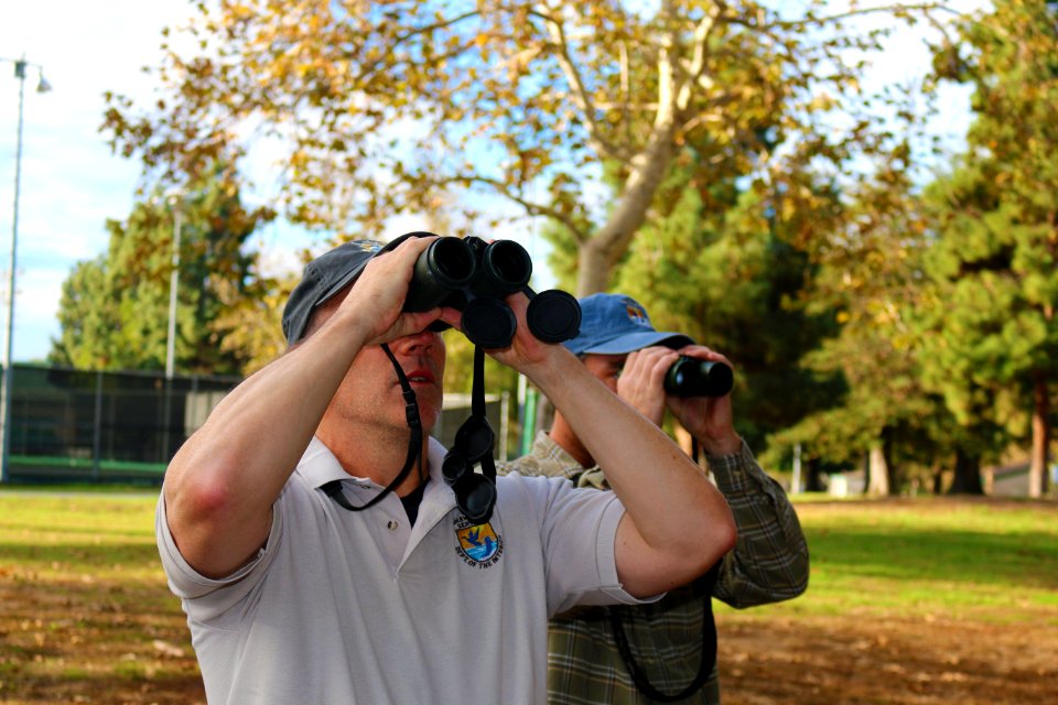 U.S. Fish and Wildlife Service biologist Mark Ogonowski scans for monarch clusters at Camino Real Park in Ventura