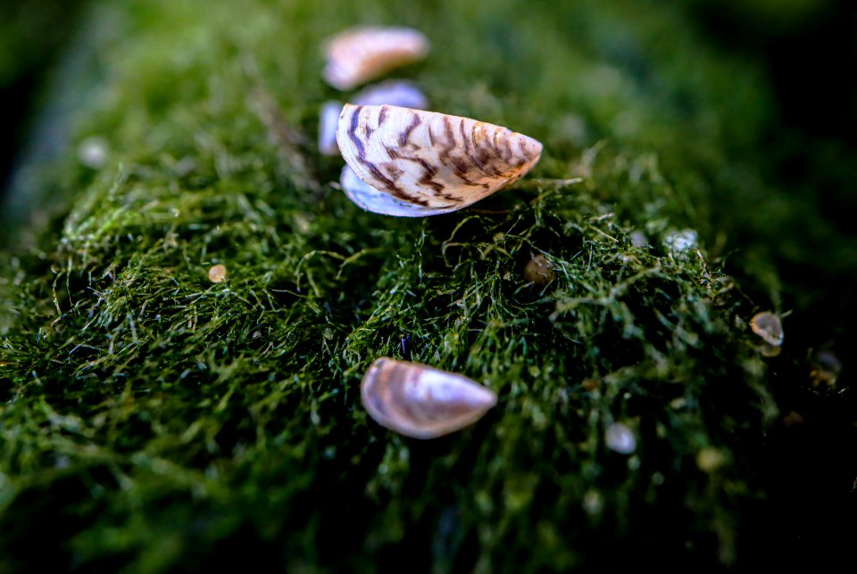 Zebra Mussels and Moss Balls