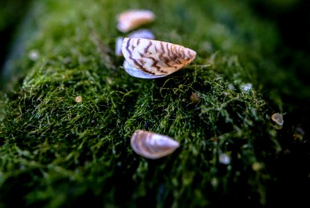 Zebra Mussels and Moss Balls photo