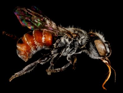 Ashmeadiella xenomastax, ca, santa barbara, side 2015-04-20-12.02.39 ZS PMax photo