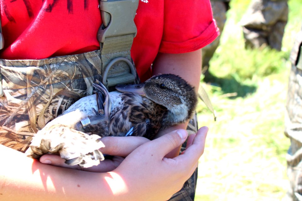Banded and ready to be released