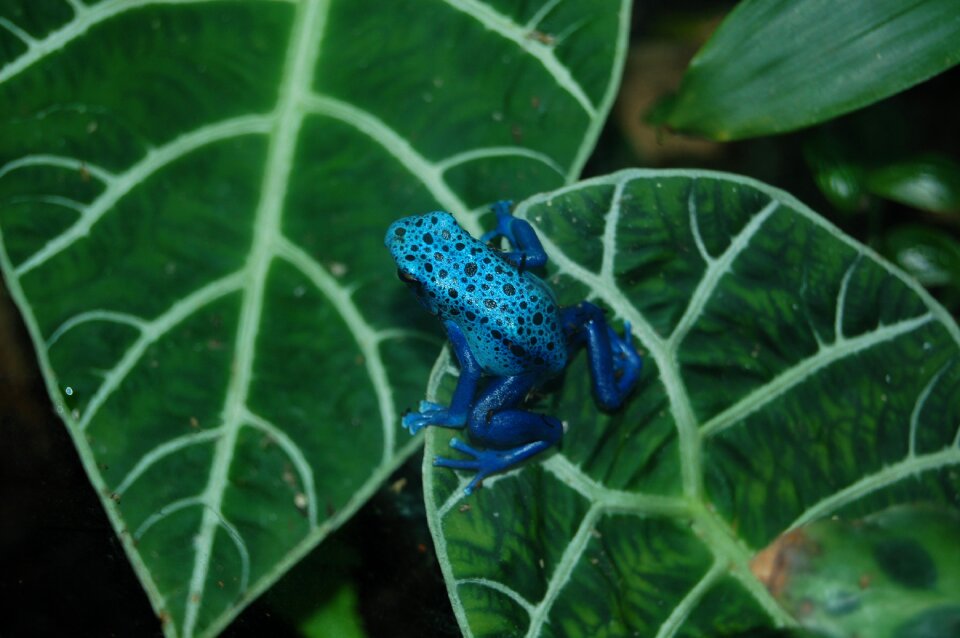 Blue amphibian toxic