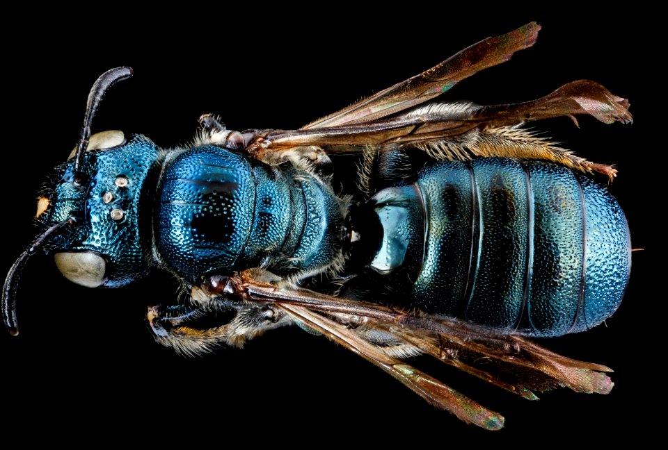 Ceratina dupla, F, back, New York, Kings County 2013-02-14-14.11.45 ZS PMax