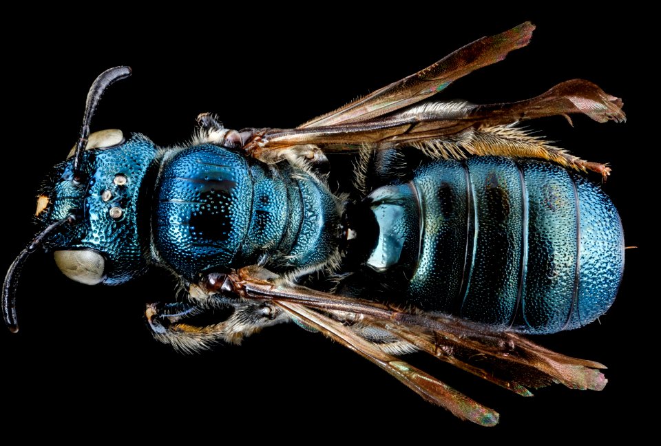 Ceratina dupla, F, back, New York, Kings County 2013-02-14-14.11.45 ZS PMax photo