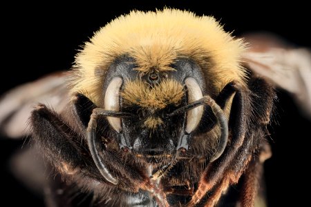 Bombus insularis, F, face, Park Co, WY 2014-01-16-10.46