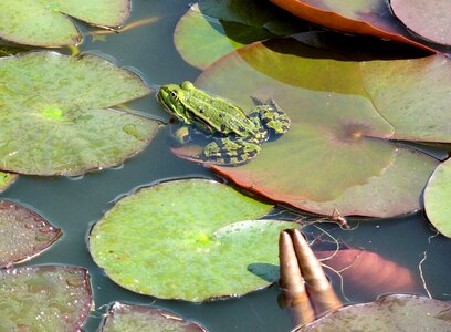 Green croak nature photo