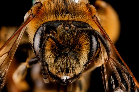 Andrena wilkella, female, face 2012-08-09-15.28.53 ZS PMax