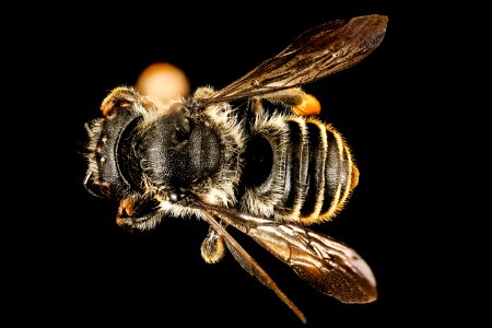 Megachile relativa, 420668, Garett co, Back 2016-06-27-14.30.22 ZS PMax UDR
