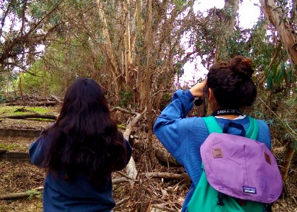 Fillmore high school students Jackie Chavez and Lauren Magdaleno taking count of Monarchs hanging from Eucalyptus trees in Ellwood Mesa, Goleta, Calif