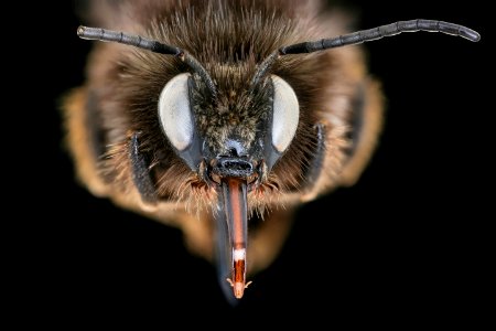 Bombus ruderarius, m, face, Podunajska, Slovakia 2020-02-17-16.03.30 ZS PMax UDR