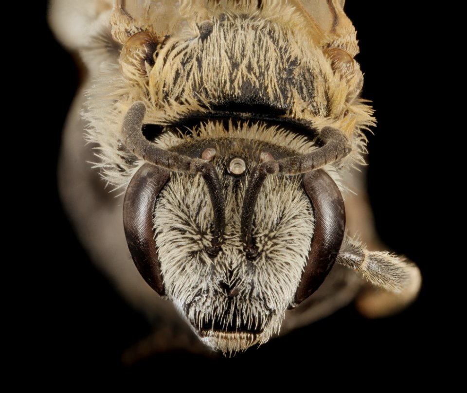 Lasioglossum sisymbrii, F, Face , UT, Garfield County 2014-08-22-14.59