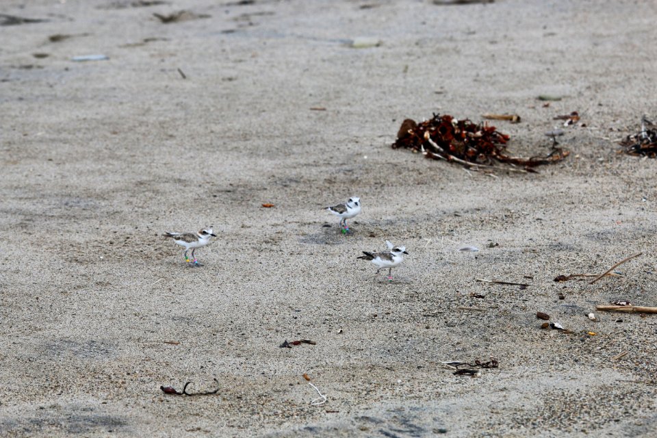 Western snowy plover release