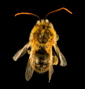 Melissodes trinodis, m, back, Dorchester Co, MD 2015-12-03-11.35