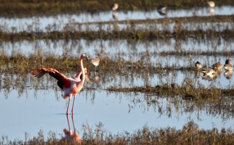 Flamingo Flap - 2 photo