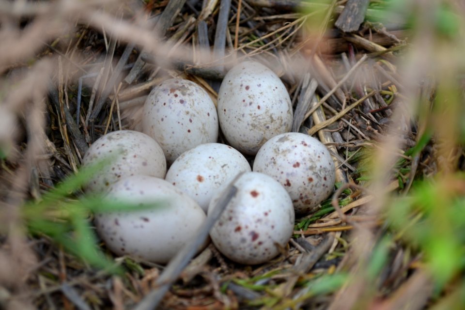 Light-footed clapper rail (LFCR) nest and eggs