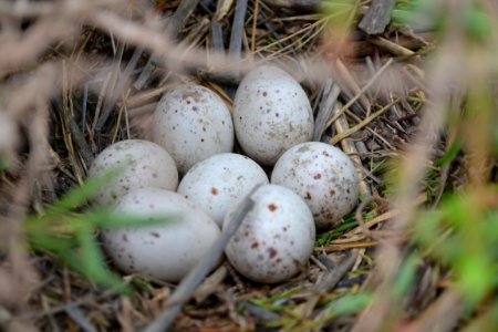 Light-footed clapper rail (LFCR) nest and eggs
