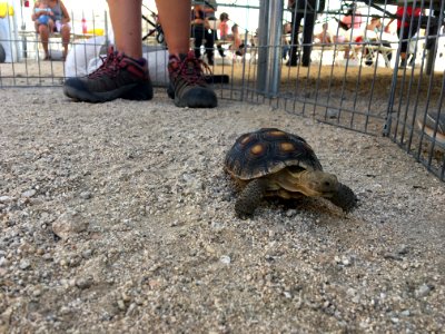 Desert Tortoise Awareness Day 2018 photo