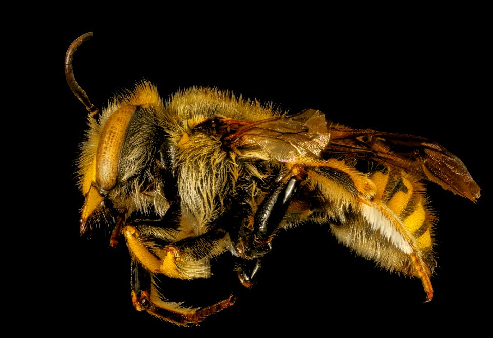 Anthidium manicatum, m, side, Middlesex Co, MA 2015-12-02-12.37
