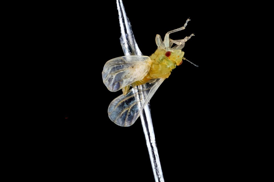 citrus psyllid, u, recently emerged, ft detrick 2014-05-01-09.50.50 ZS PMax