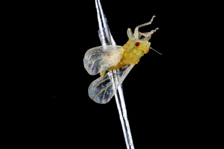 citrus psyllid, u, recently emerged, ft detrick 2014-05-01-09.50.50 ZS PMax photo