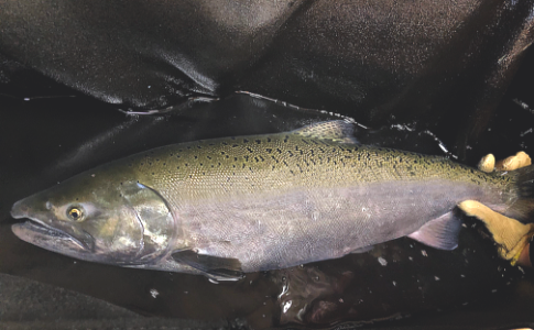 Jumpstart Adult Winter Chinook Salmon