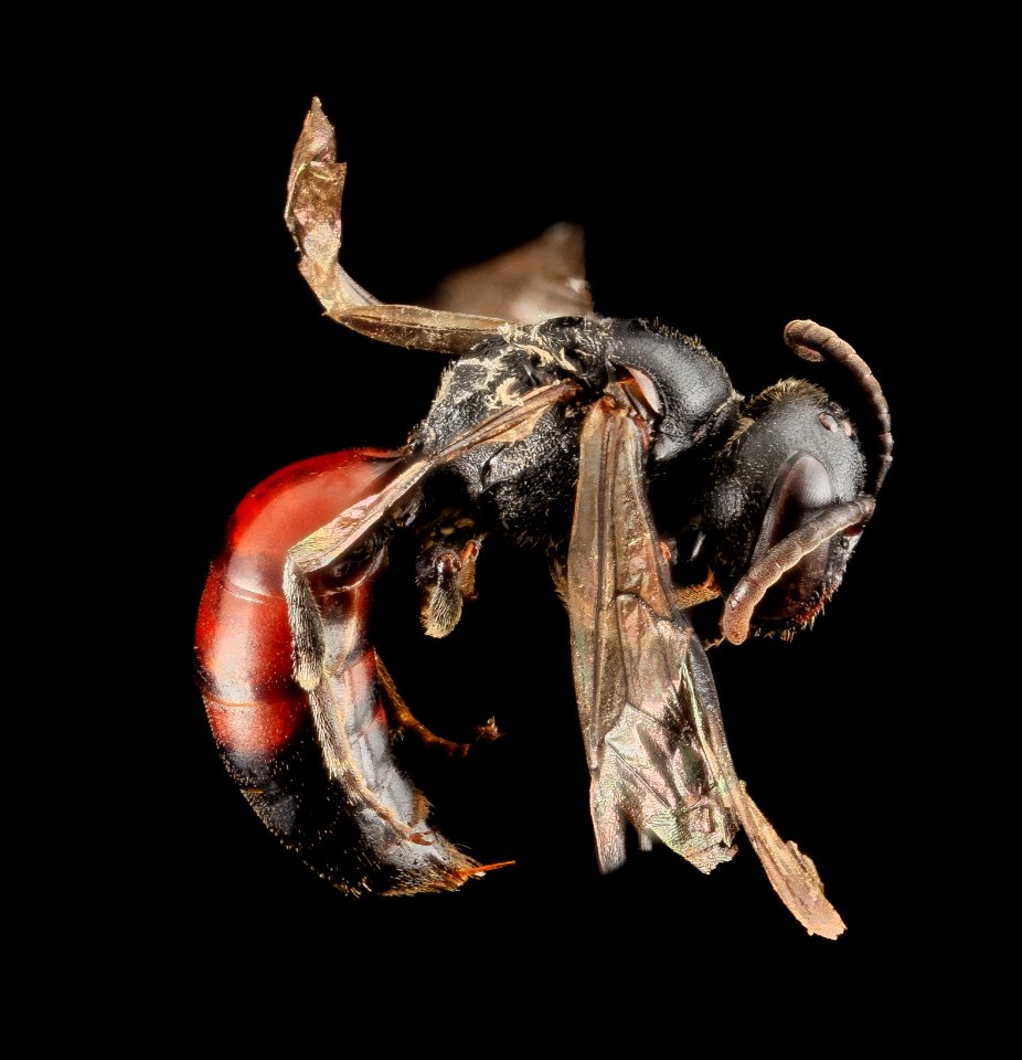 Hylaeus Volatilis, M, Side 2,  Maui Co, Hawaii 2013-05-30-13.03