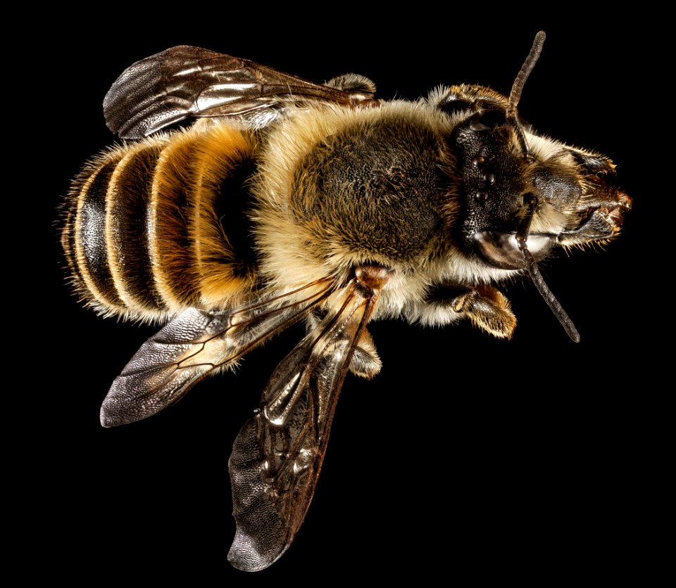 Megachile montenegrensis, M, Back, Greece, Aegean Islands, Lesvos, Mytilene 2015-02-12-15.33.56 ZS PMax