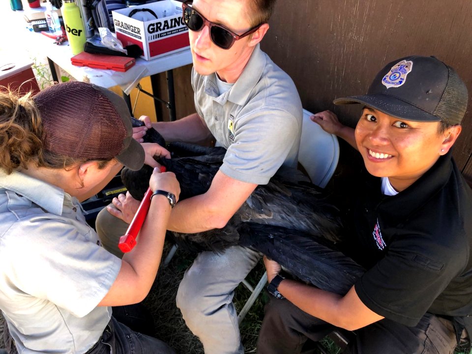 Fire budget tech holds condor