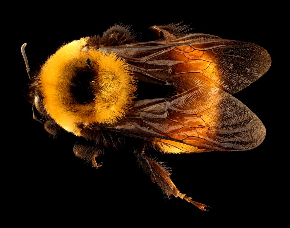 Bombus nevadensis, f, back, Jackson Co., SD 2018-08-10-15.16.07 ZS PMax UDR