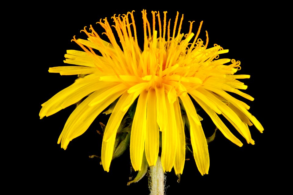 Dandelion, side 2013-04-11-13.56.41 ZS PMax